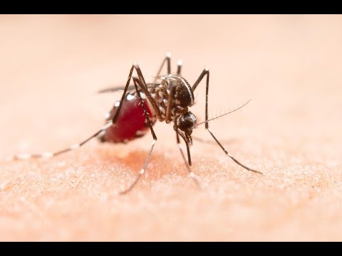 Síntomas que confirman el padecimiento de dengue