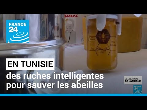 L'apiculture séduit les jeunes en Tunisie : des ruches intelligentes pour sauver les abeilles