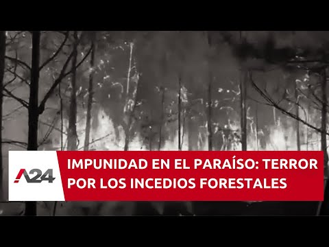 Impunidad en el paraíso: el terror en la Patagonia por los incendios forestales | Informes #A24