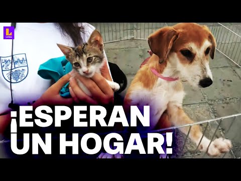 Mascotas con vacunas y chip de ubicación buscan un hogar en Surco: Los requisitos para adoptar