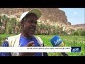 الآفات الزراعية تهدد حقول دوعن وتقلص الإنتاج الزراعي