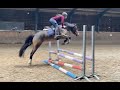 Show jumping pony Talentvolle, lieve New Forest pony