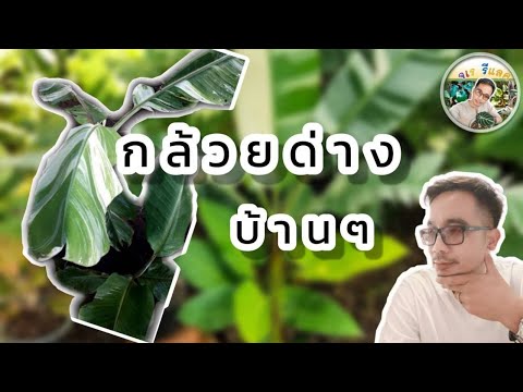 กล้วยด่าง-กล้วยด่างมาแรง-กล้วย กล้วยด่าง-กล้วยด่างมาแรง-กล้วย