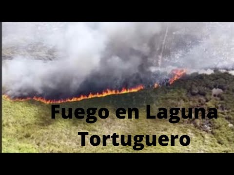 Fuego en la Laguna Tortuguero en Vega Baja