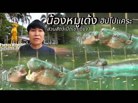 สวนสัตว์เปิดเขาเขียว|น้องหมู