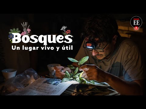 En busca de los hongos y plantas útiles de Colombia | El Espectador