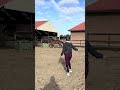 Dressuurpaard Knappe 3 jarige hengst te koop