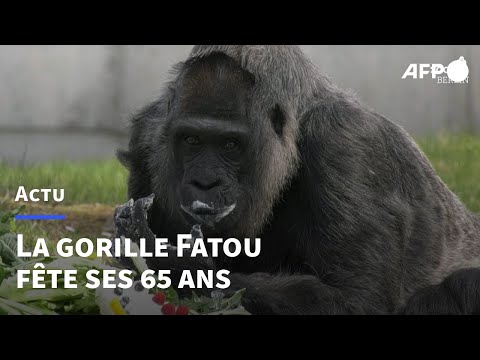 La plus vieille gorille en captivité profite du gâteau de son 65e anniversaire | AFP