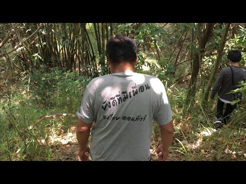 เข้าป่าหาหน่อไม้ในไต้หวันครับ เข้าป่าหาหน่อไม้ในไต้หวันครับ