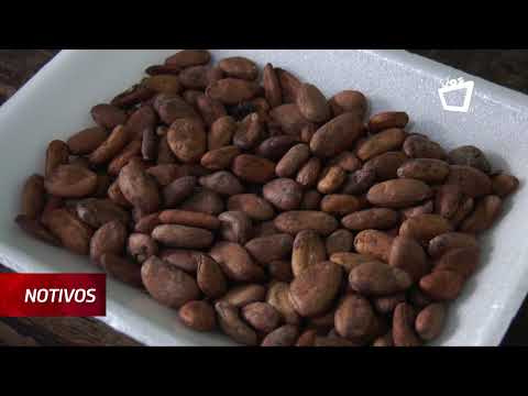 Exportación de cacao nicaragüense creció 20% en 2022