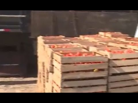 ADUANAS: Incautan 1.500 cajas de tomates
