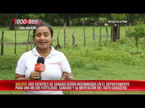 Masaya: INTA impulsa el programa de mejoramiento genético en ganado - Nicaragua
