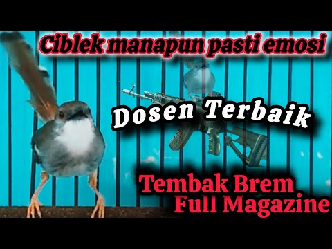 gacor bren meeting crystal ciblek||For master magpie Batu