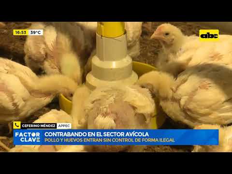Contrabando en el sector avícola: pollo y huevos entran sin control de forma ilegal