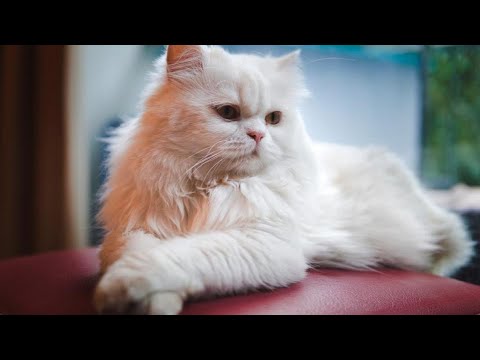 El virus de la inmunodeficiencia felina