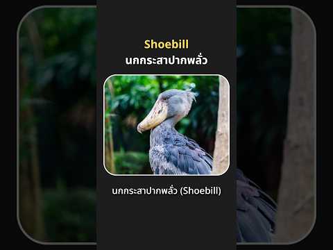 นกกระสาปากพลั่ว(Shoebill)