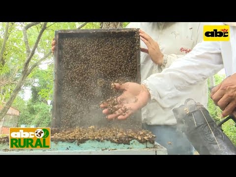 ABC Rural Programa 15: Cómo manejarse en un apiario