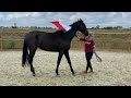 Dressurpferd Fijn toekomstig sportpaard van wereldkampioen Glamourdale