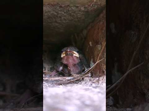 Suara Anak Burung | Induk Burung Pergi Mencari Makanan 😥