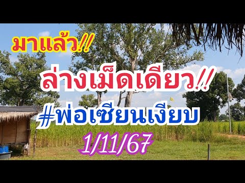 มาแล้ว!!ล่างเม็ดเดียวพ่อเซีย