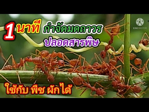 กำจัด-มด-1-นาทีหายเรียบ-แบบถาว กำจัด-มด-1-นาทีหายเรียบ-แบบถาว