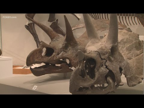 Exploring the Yale Peabody Museum in New Haven | FOX61 Spring Bucket List