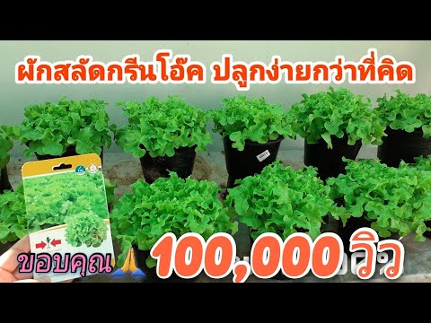 ปลูกผักสลัดกรีนโอ๊คในกระถาง-วิ ปลูกผักสลัดกรีนโอ๊คในกระถาง-วิ