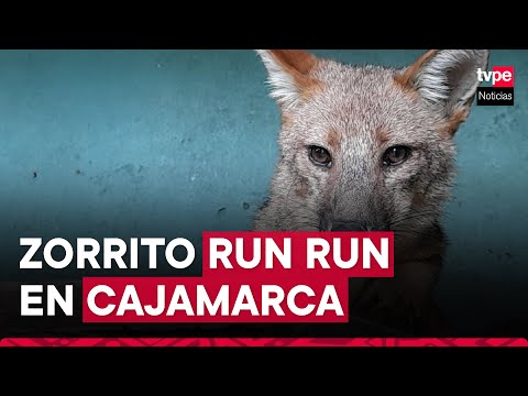 Cajamarca: visita al famoso zorrito Run Run en la Granja Porcón