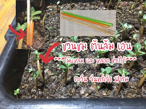 ชวนชม-ต้นล้มเอน-ไม้แหลม-และหลอ ชวนชม-ต้นล้มเอน-ไม้แหลม-และหลอ