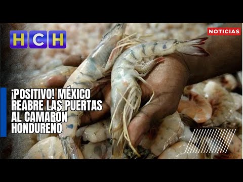 ¡Positivo! México reabre las puertas al camarón hondureño