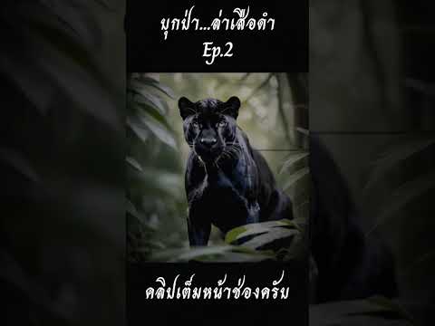 บุกป่า...ล่าเสือดำEP.2เรื่อง