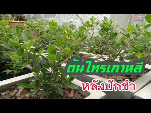 การดูแลต้นไทรเกาหลีหลังปักชำ-ใ การดูแลต้นไทรเกาหลีหลังปักชำ-ใ