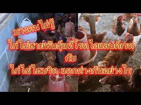 ไก่ไข่สายพันธุ์แท้โรดไอแลนด์เร