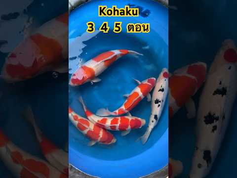 345ตอนSakaiFFthaicarpจำ