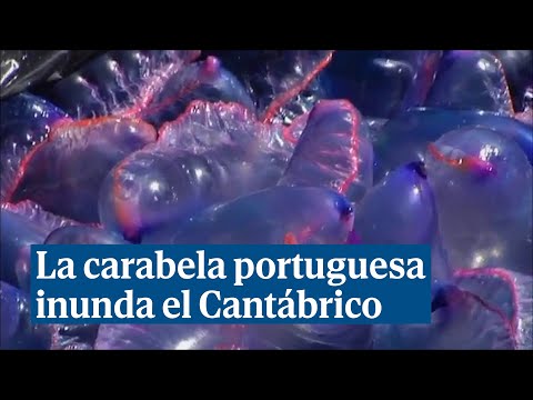La temida carabela portuguesa obliga a cerrar numerosas playas de la costa cantábrica