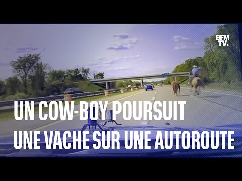 Un cow-boy poursuit une vache en fuite en plein milieu d’une autoroute du Michigan