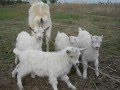 Козоводство: Козья семейка