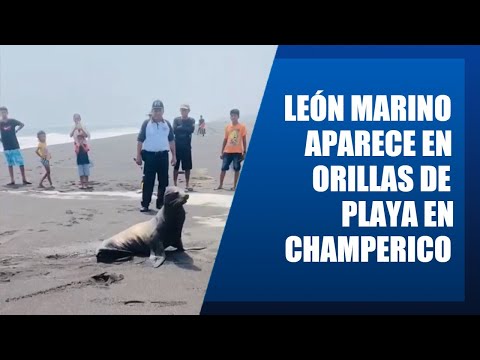 León marino aparece en orillas de playa en Champerico