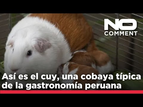 NO COMMENT: Así es el cuy, una cobaya típica de la gastronomía peruana, que cumple 20 años