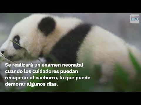 Panda gigante en el Zoológico Smithsonian da a luz a un cachorro saludable