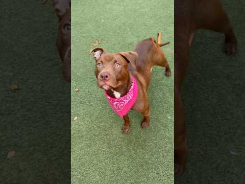Fenty 252882🩷7mo puppy!