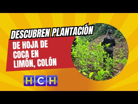 Descubren plantación de hoja de coca en Limón, Colón