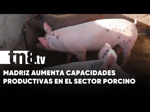 Aumento de capacidades productivas en el sector porcino en Las Sabanas, Madriz