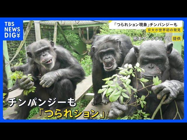 Image of Kyoto University Discovers Chimps' Social Urination Phenomenon