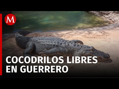 Cocodrilos sueltos en zonas turísticas de Guerrero generan alerta