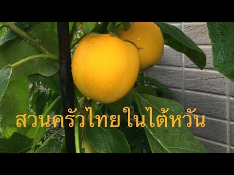 ชมผักสวนครัวของกุ๊กเอมและถามอา ชมผักสวนครัวของกุ๊กเอมและถามอา