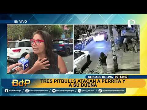 Perrito está delicado tras ser atacado ferozmente por tres canes en Cercado de Lima