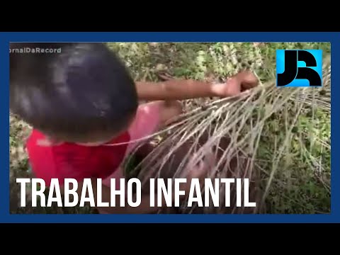 Reportagem denuncia o uso do trabalho infantil na cadeia produtiva do açaí no Pará
