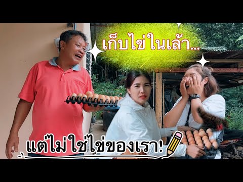 เก็บไข่ไก่จากเล้าไข่สดใหม่ทุก