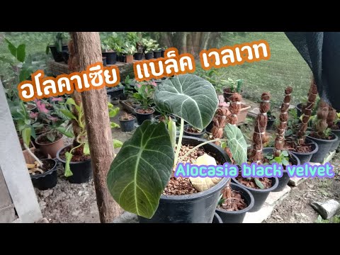 Alocasia-black-velvet-(อโลคาเซ Alocasia-black-velvet-(อโลคาเซ